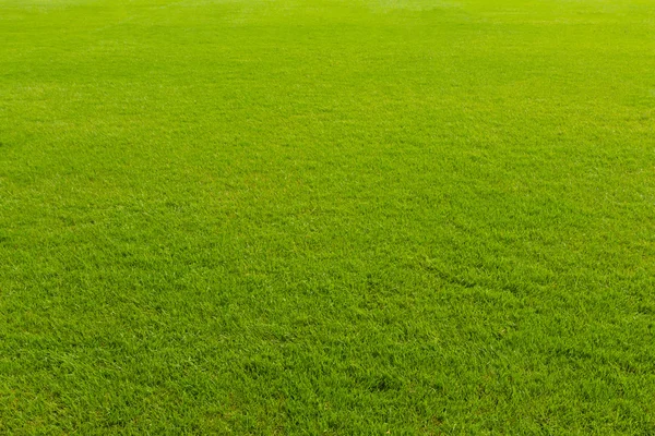 Frisches frühlingsgrünes Gras — Stockfoto