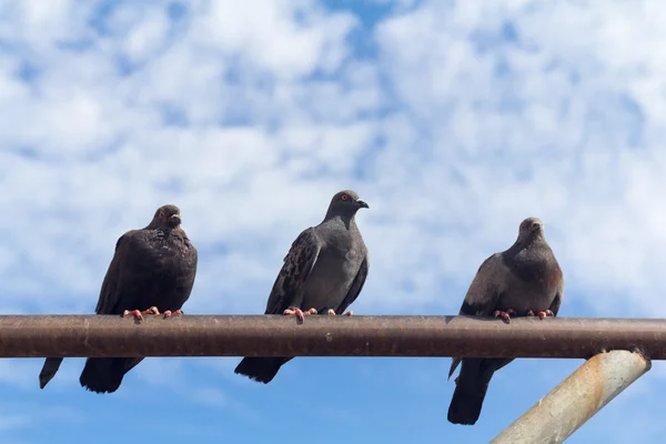 Mavi gökyüzü ile bir raf üzerinde üç güvercin levrek temizleyin — Stok fotoğraf