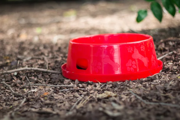 Kırmızı su kase için kuru yapraklar üzerinde koymak belgili tanımlık köpek. — Stok fotoğraf
