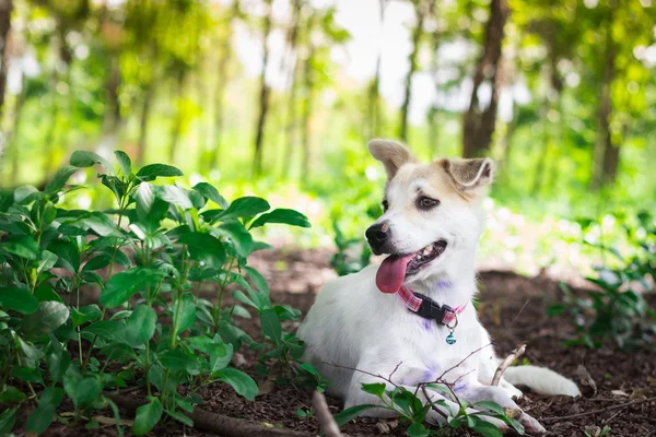 Bahçedeki beyaz köpek