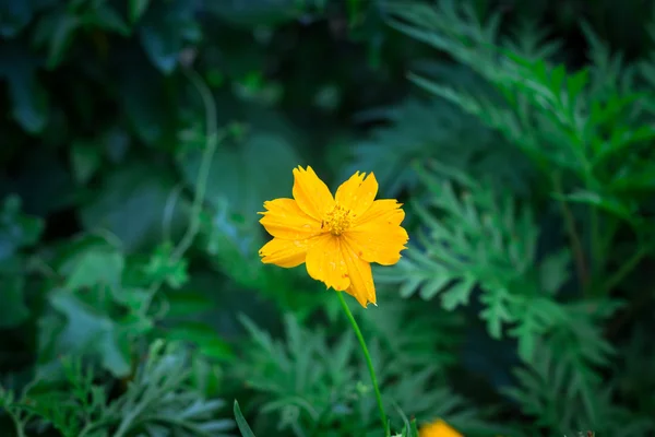 Fiore giallo su sfondo verde — Foto Stock