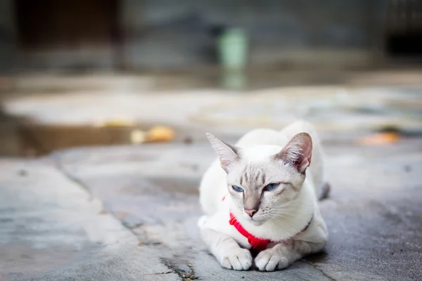 Kedi yere çömelme beyaz ve dışarı bakın 