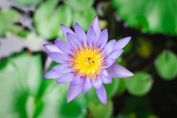 Vista superior de la hermosa flor de loto púrpura o lirio de agua — Foto de Stock