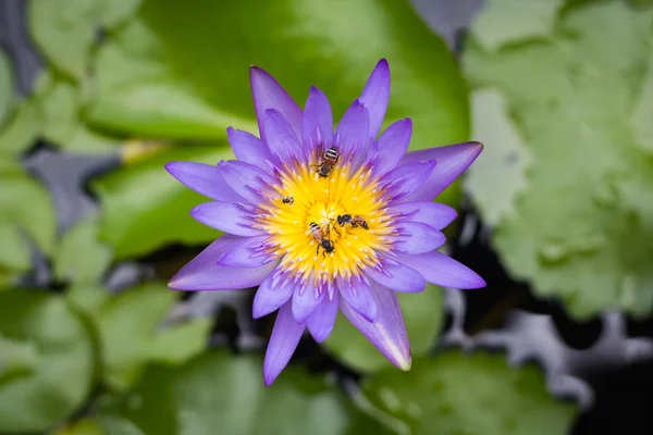 Vista superior hermosa flor de loto púrpura o lirio de agua tienen abejas g — Foto de Stock