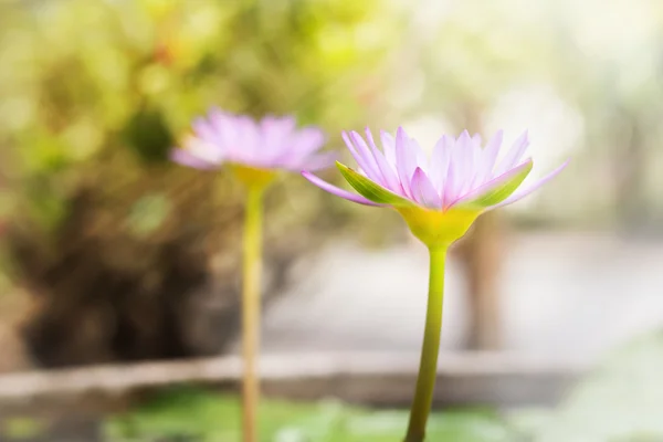 Güzel mor Lotus çiçeği veya nilüfer üzerinde bulanıklık ba yan görünüm