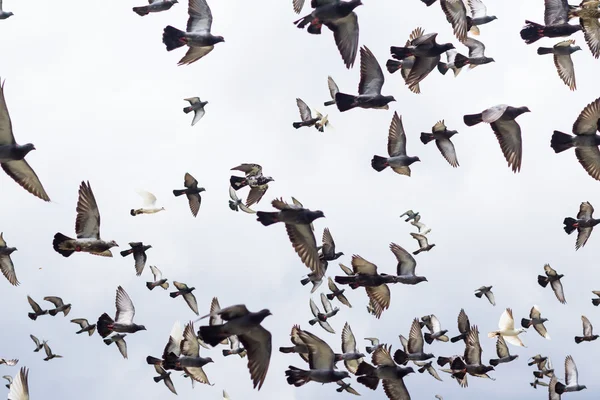 Massas Pombos pássaros voando no céu azul — Fotografia de Stock