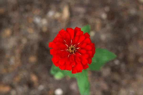 ท็อปวิวสีแดง Zinnia violacea บนเนื้อเยื่อพื้นหลังที่ไม่ชัดเจน — ภาพถ่ายสต็อก