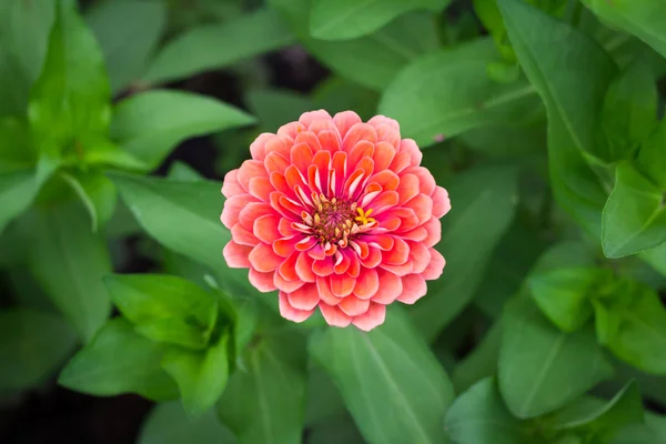 Üstten Görünüm derin turuncu Zinnia violacea bulanıklık arka plan doku
