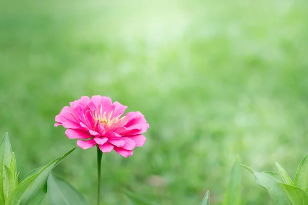 Kant weergave roze Zinnia violacea op vervagen achtergrondstructuur — Stockfoto