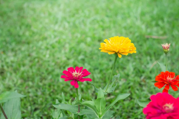 Seitenansicht Zinnia violacea auf unscharfer Hintergrundstruktur — Stockfoto