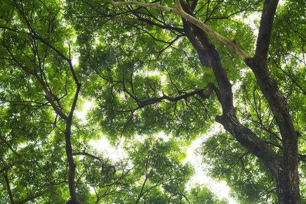 मोठ्या झाडाच्या दृष्टीने बॅकग्रोनसाठी हिरव्या पाने तपशील दर्शवा — स्टॉक फोटो, इमेज