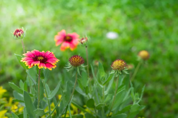 Gaillardia pulchella çiçek gardent