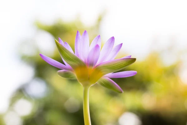 Im Blickfeld schöne lila Lotusblume oder Seerose auf verschwommenem b — Stockfoto