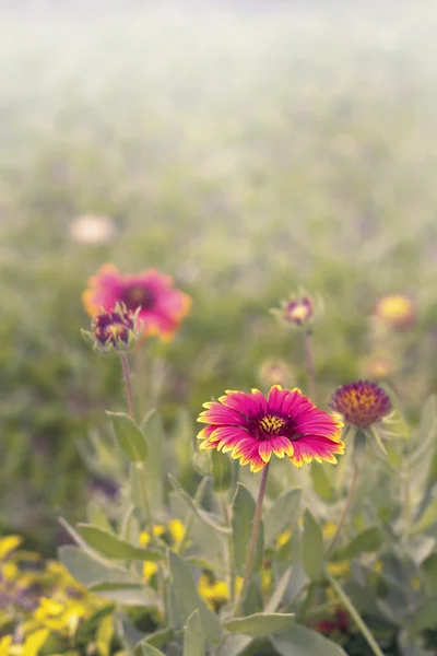 Gaillardia pulchella fleur chez le gardent — Photo