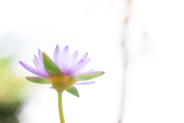 In vista bel fiore di loto viola o giglio d'acqua sulla sfocatura b Foto Stock