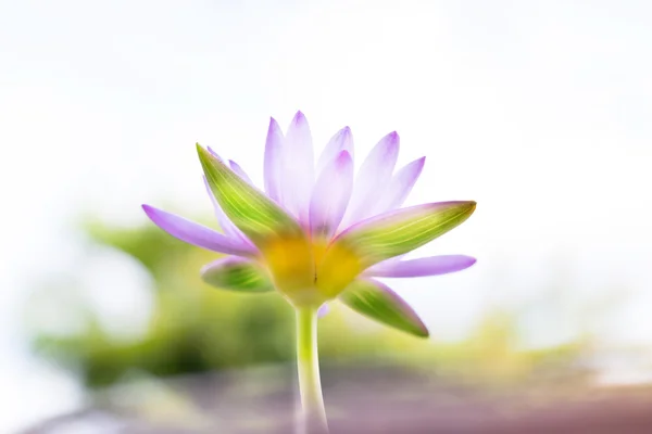 ビューの下で美しい紫の蓮の花や睡蓮のぼかし b ストック画像