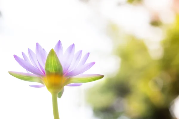 In vista bel fiore di loto viola o giglio d'acqua sulla sfocatura b Fotografia Stock
