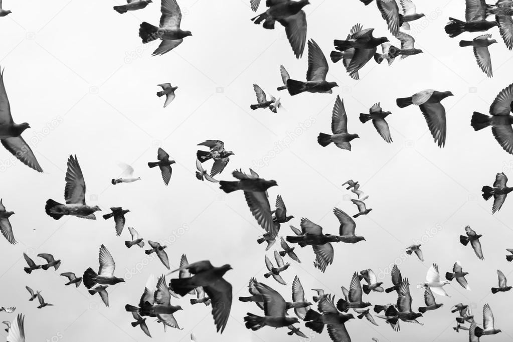 Black and white Masses Pigeons birds flying in the sky