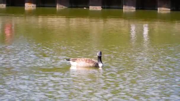 Wild Canada Goose Memorial Park Willenhall — Stock Video