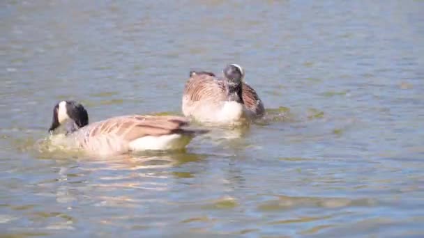 Wild Canada goose - Courtship of a pair of birds. — Stock Video