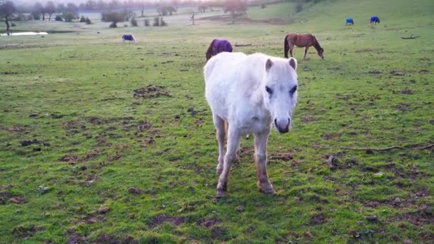 Atlar gün doğumunda çayırda otluyor.. — Stok video