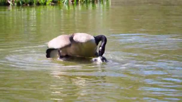 Wilde Kanada-Gans kopuliert Vogelpaar. — Stockvideo