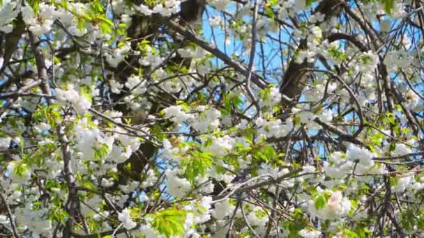 Flores de cerezo en el árbol. — Vídeos de Stock
