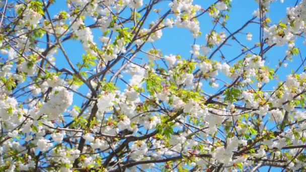 Wilde kers genaamd 'Prunus avium Plena' — Stockvideo