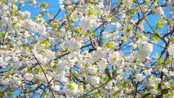 I fiori di ciliegio selvatico su rami — Video Stock