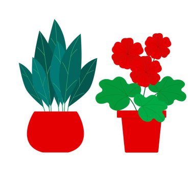 Çiçek açan ev bitkisi. Saksıda çiçek. Çiçekçilik