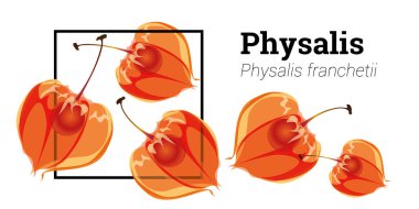 Beyaz arka planda izole edilmiş Physalis çiçekleri. Physalis böğürtlen botanik çizimi.