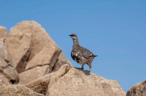 Lagopède Tétras Blanc Photo Écosse Lagopus Est Genre Oiseaux Sous — Photo