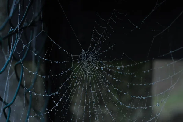 거미줄 Web 거미줄 Spiderweb 거미줄 Web 거미줄 Cobweb 거미가 돌기에서 — 스톡 사진