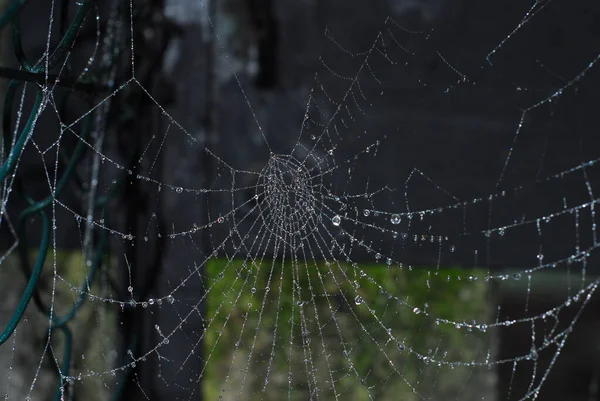 Las Arañas Que Usan Seda Para Capturar Presas Utilizan Varias — Foto de Stock