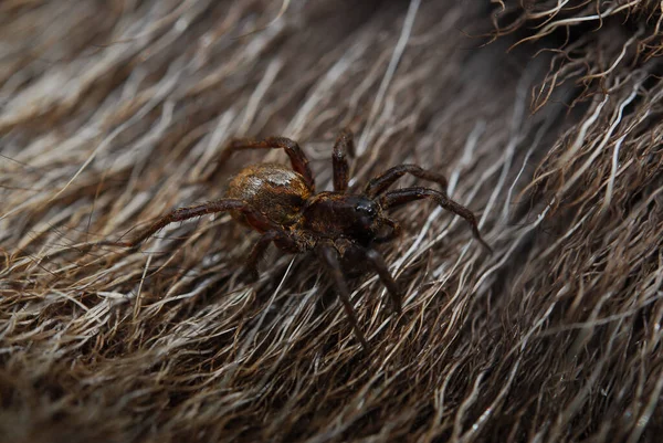 거미는 겨드랑이 종류로서 진드기와 진드기도 있습니다 5000 거미가 알려져 있으며 — 스톡 사진