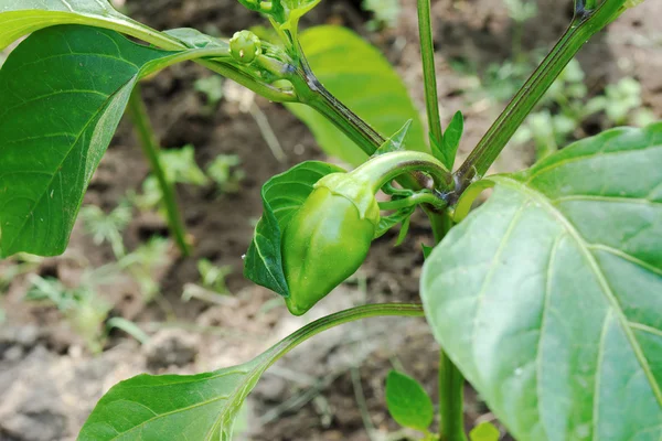 A small green sweet pepper in summer — Stock Photo, Image