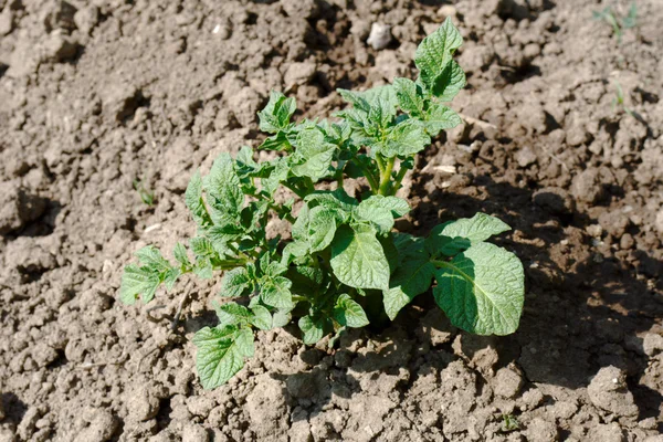 Green potato tops on the loose soil — Stock Photo, Image