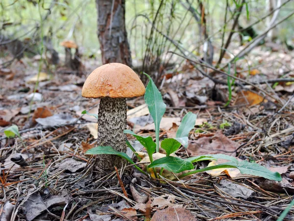 Stora ätbara orange-cap boletus i skogen — Stockfoto