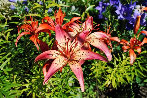 Several flowers of lily with vivid colors — Stock Photo, Image