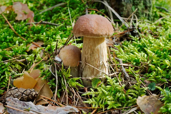 Two edible boletuses with a cone among grass — Stock Photo, Image