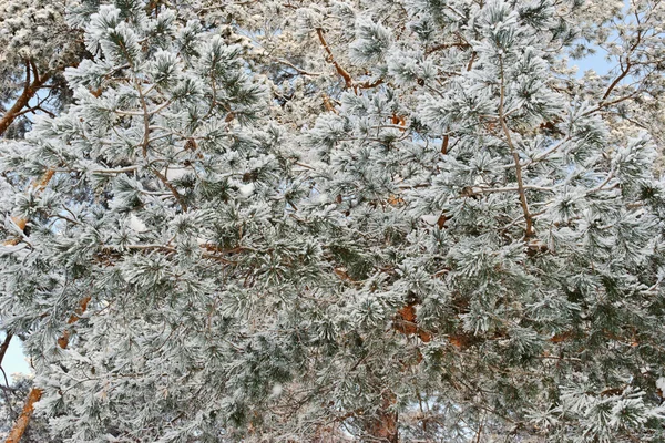 Rijm en sneeuw op de pijnboom — Stockfoto