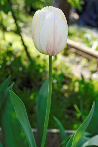 多くの赤い縞と白のチューリップの花 — ストック写真