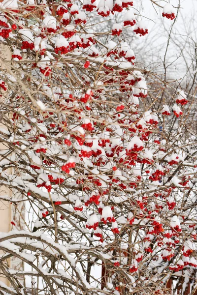 Viele rote Schneeballbeeren im Winter — Stockfoto