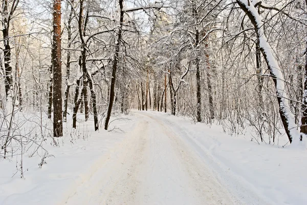 Sendero cubierto de nieve en el bosque invernal — Foto de Stock