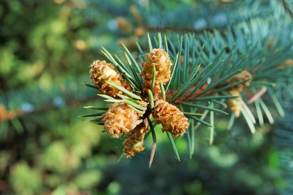 Verschillende toppen op de tak van de blauwe spar — Stockfoto