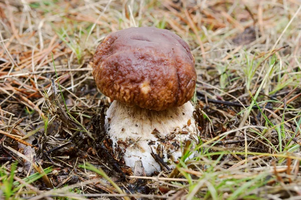 Brun ätbara boletus i skogen höst — Stockfoto