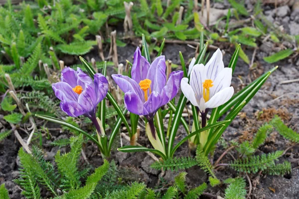 Witte en paarse Krokussen in het voorjaar van Stockfoto