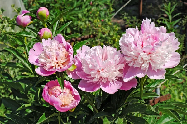 Flowers and buds of the rosy peony in garden — Stock Photo, Image