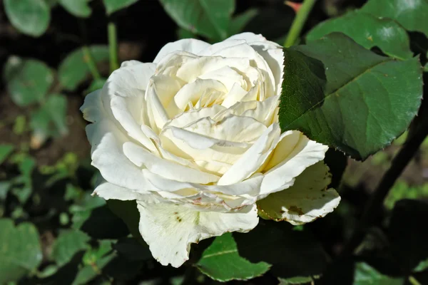 Big blooming cream-coloured rose flower — Stock Photo, Image