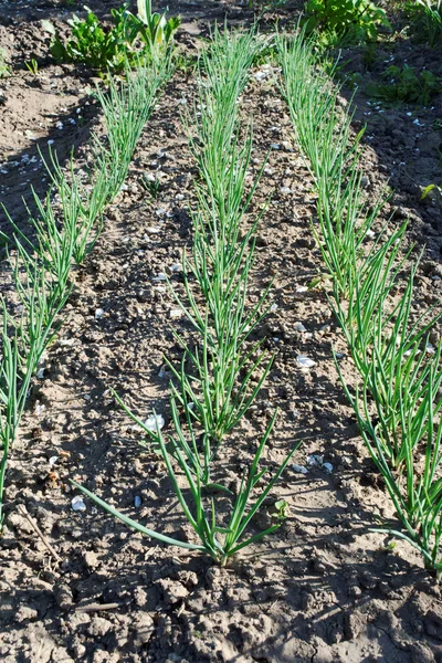 Green onion bed in country farm — Stock Photo, Image